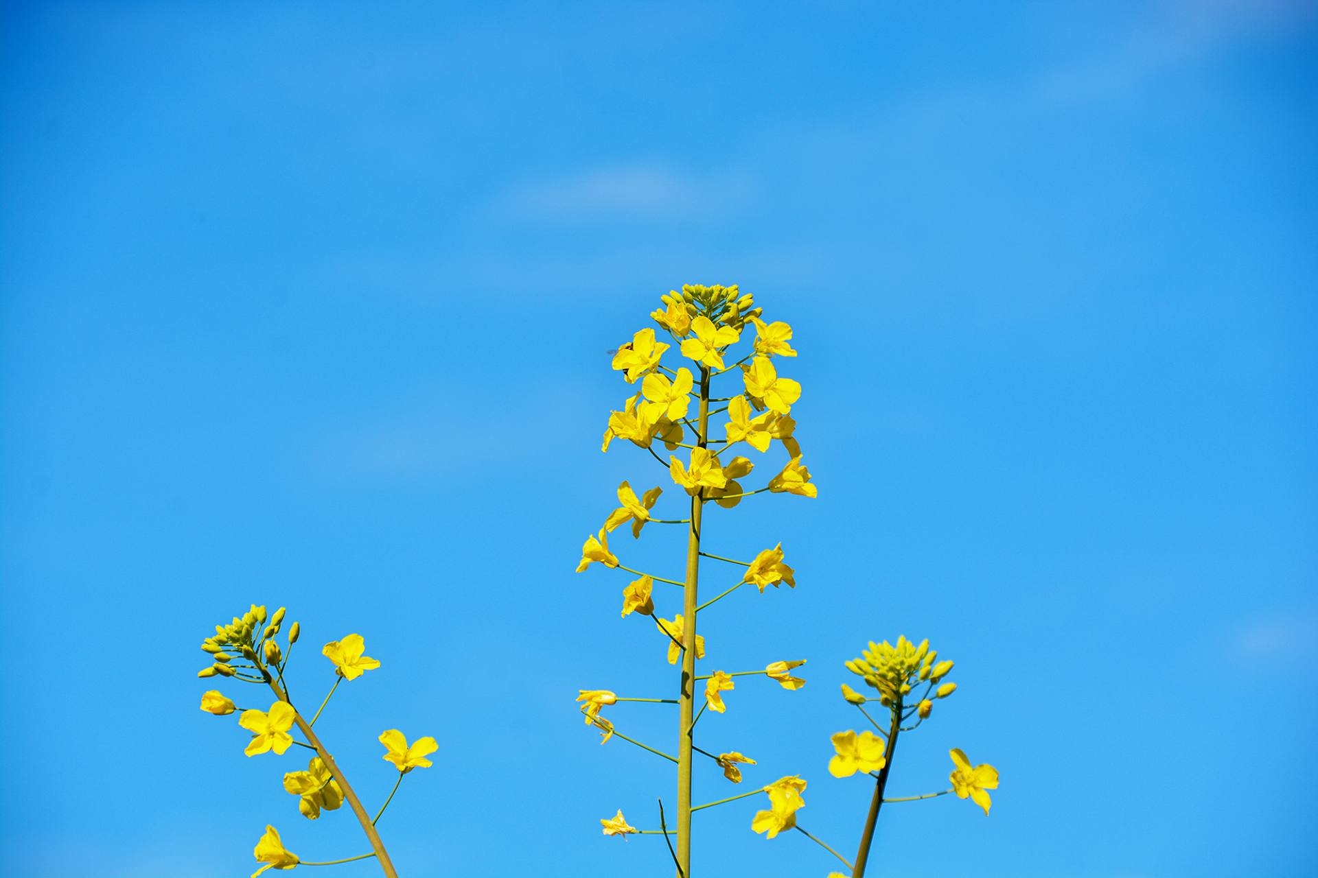 招蜂引蝶菜花香