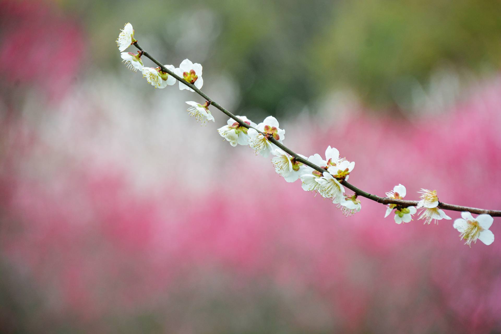 梅花摄影