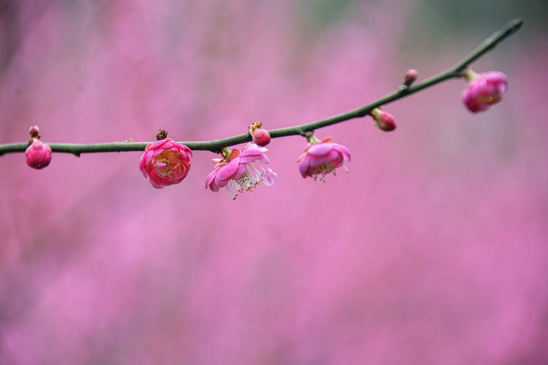 梅花摄影