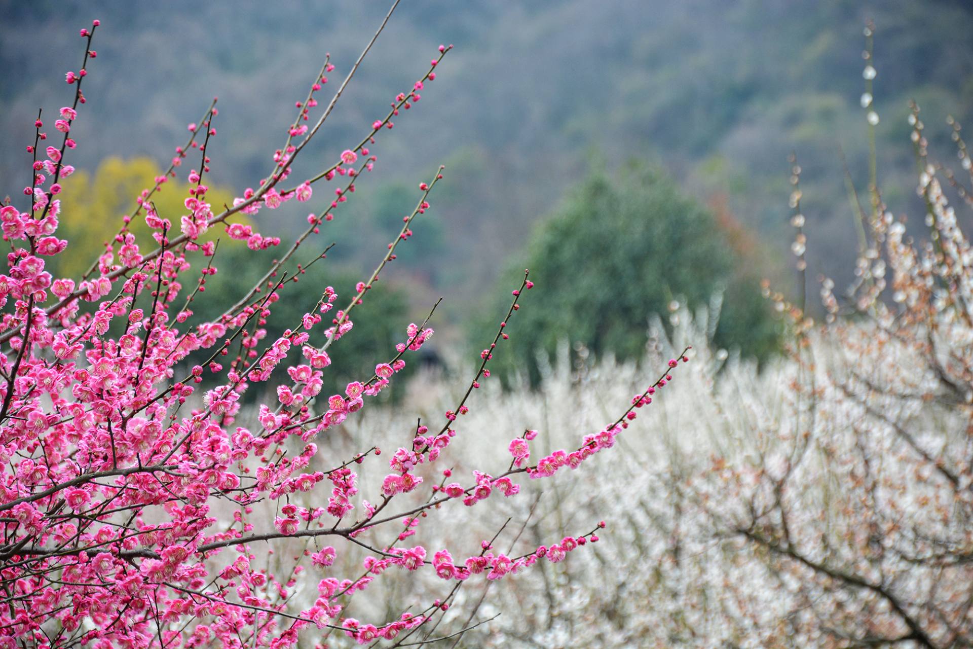 梅花摄影