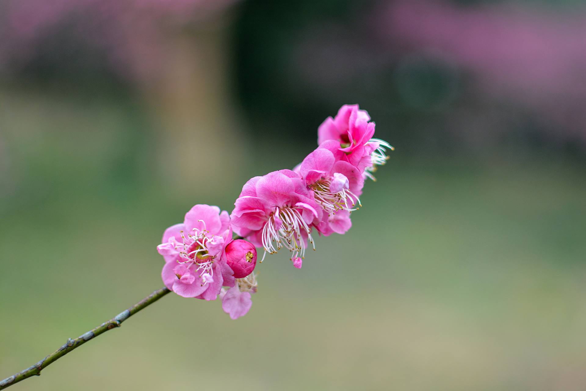 梅花摄影