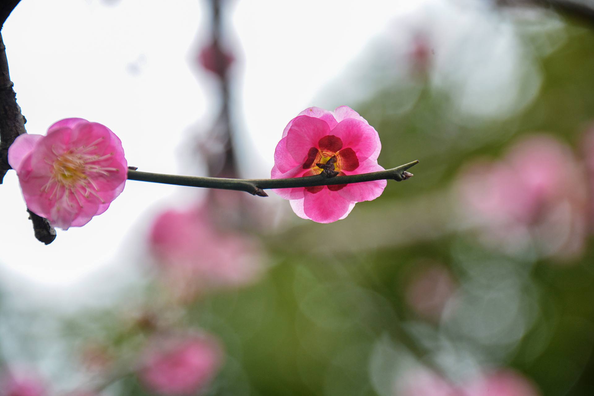 梅花摄影