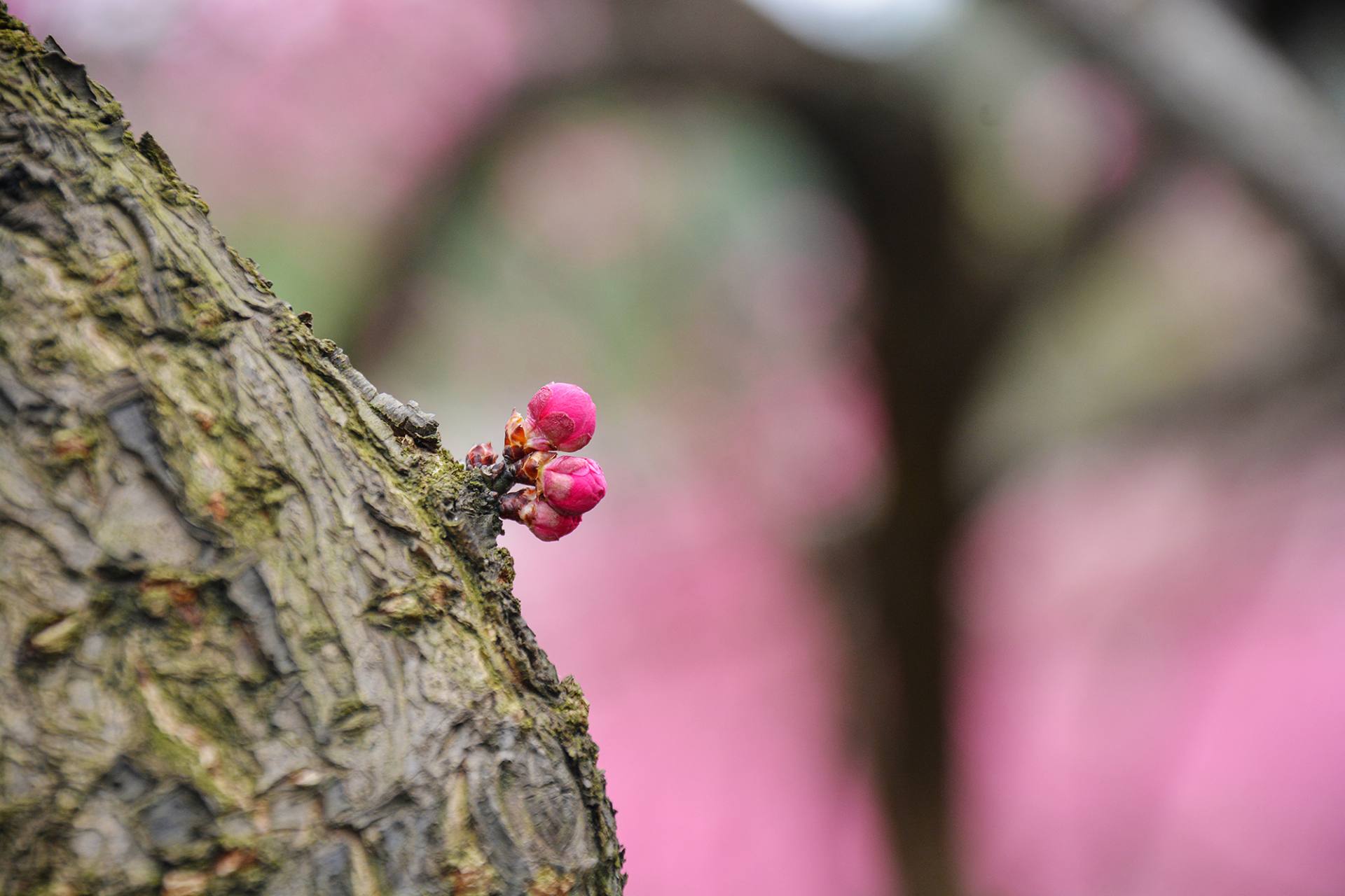 梅花摄影