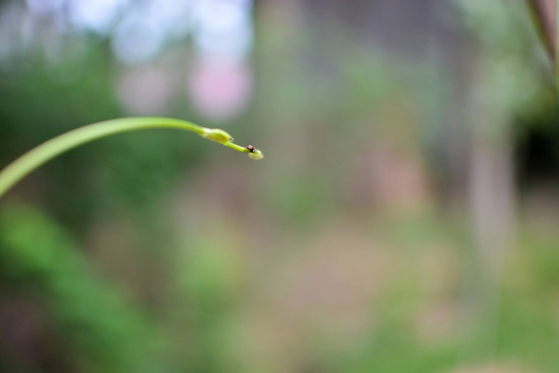 老家-豆角-苦瓜-七星瓢虫