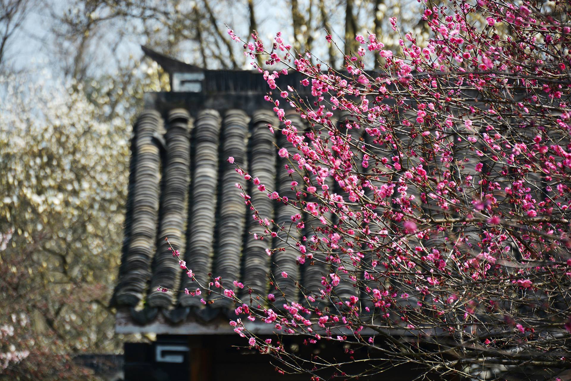 杭州-灵峰探梅