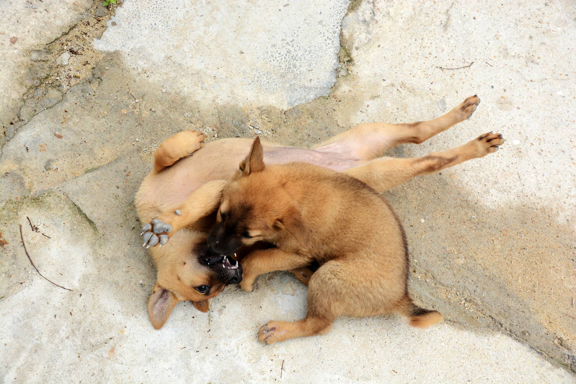 你是小狗