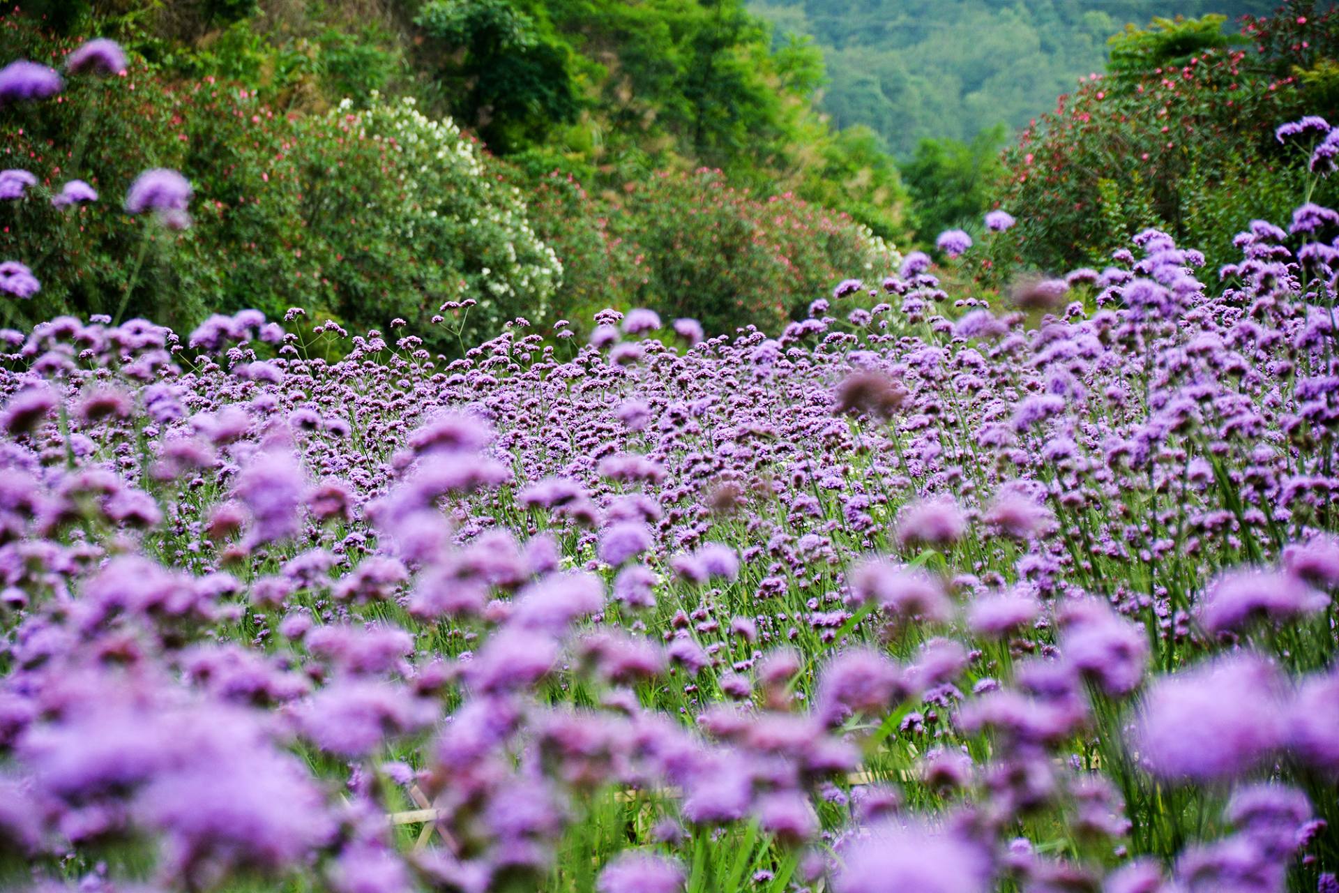 杭州-千岛湖风景