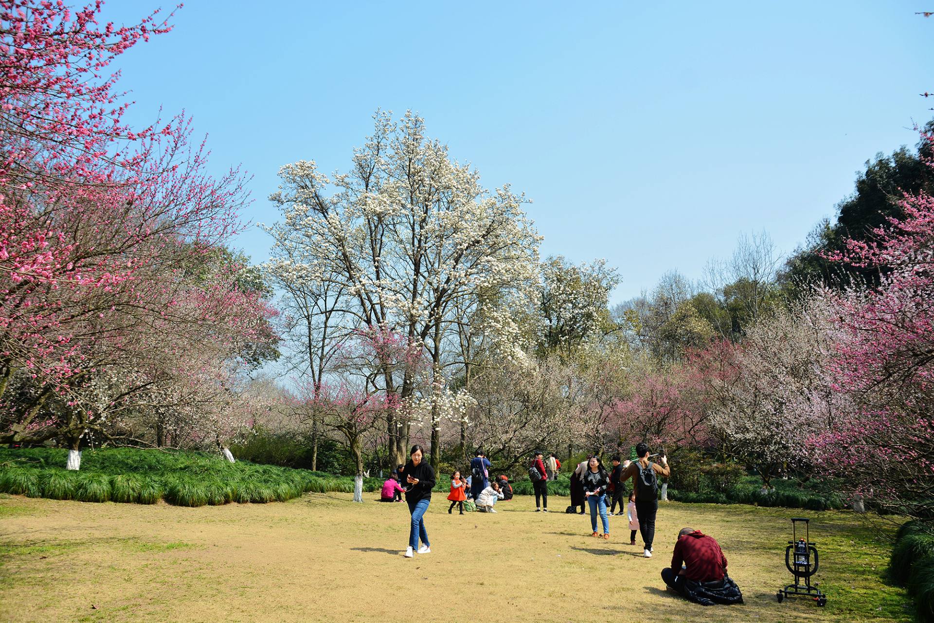 杭州-灵峰探梅