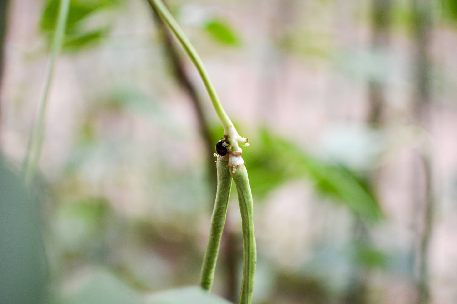 老家-豆角-苦瓜-七星瓢虫