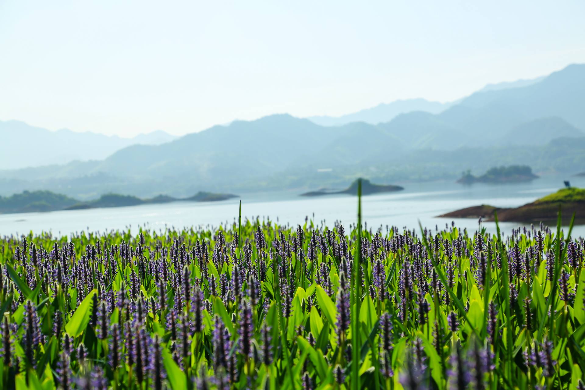 千岛湖-清晨