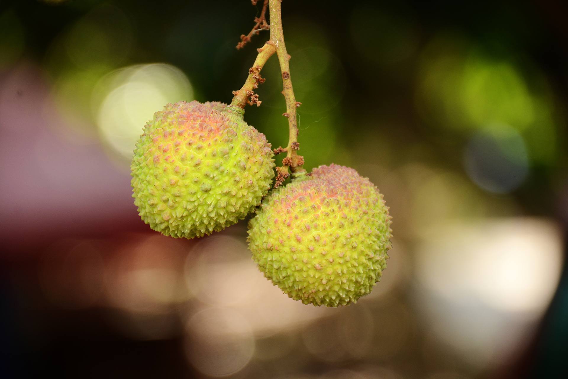 荔枝成熟时