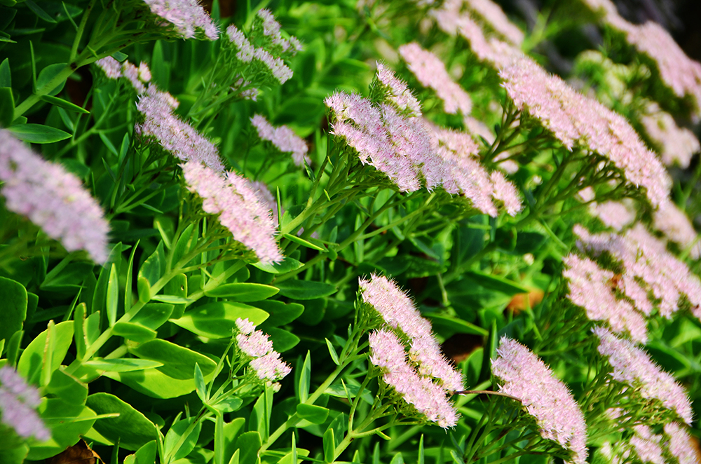 蜜蜂、蝴蝶与花