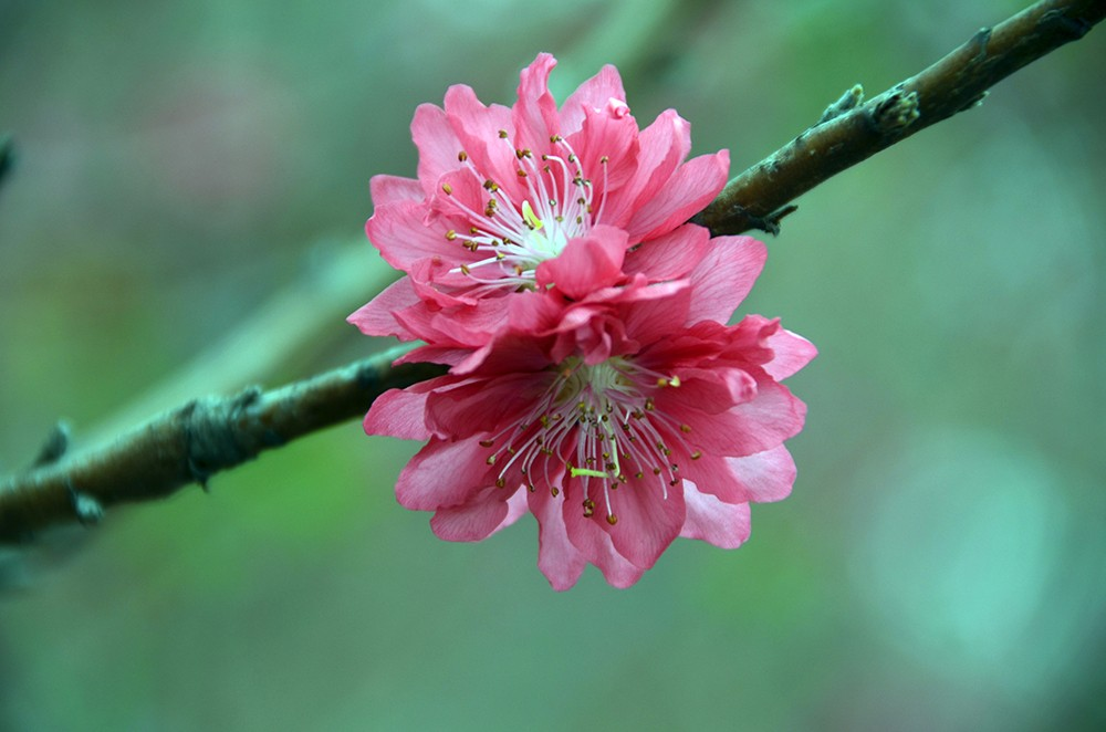 桃花源里桃花吟