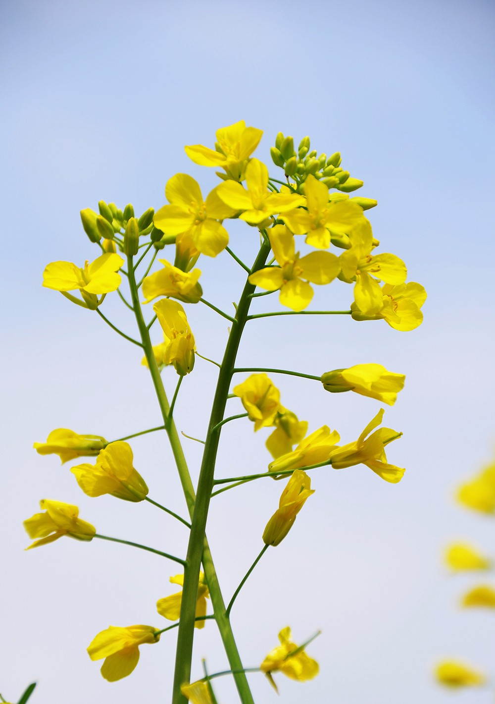 赏油菜花游玩归来