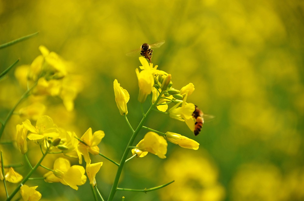 赏油菜花游玩归来