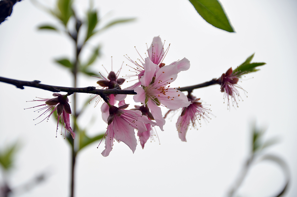 桃花源里桃花吟