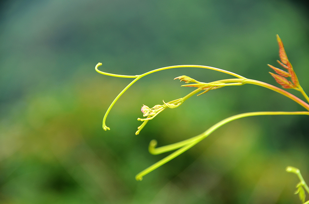 生命的小嫩芽