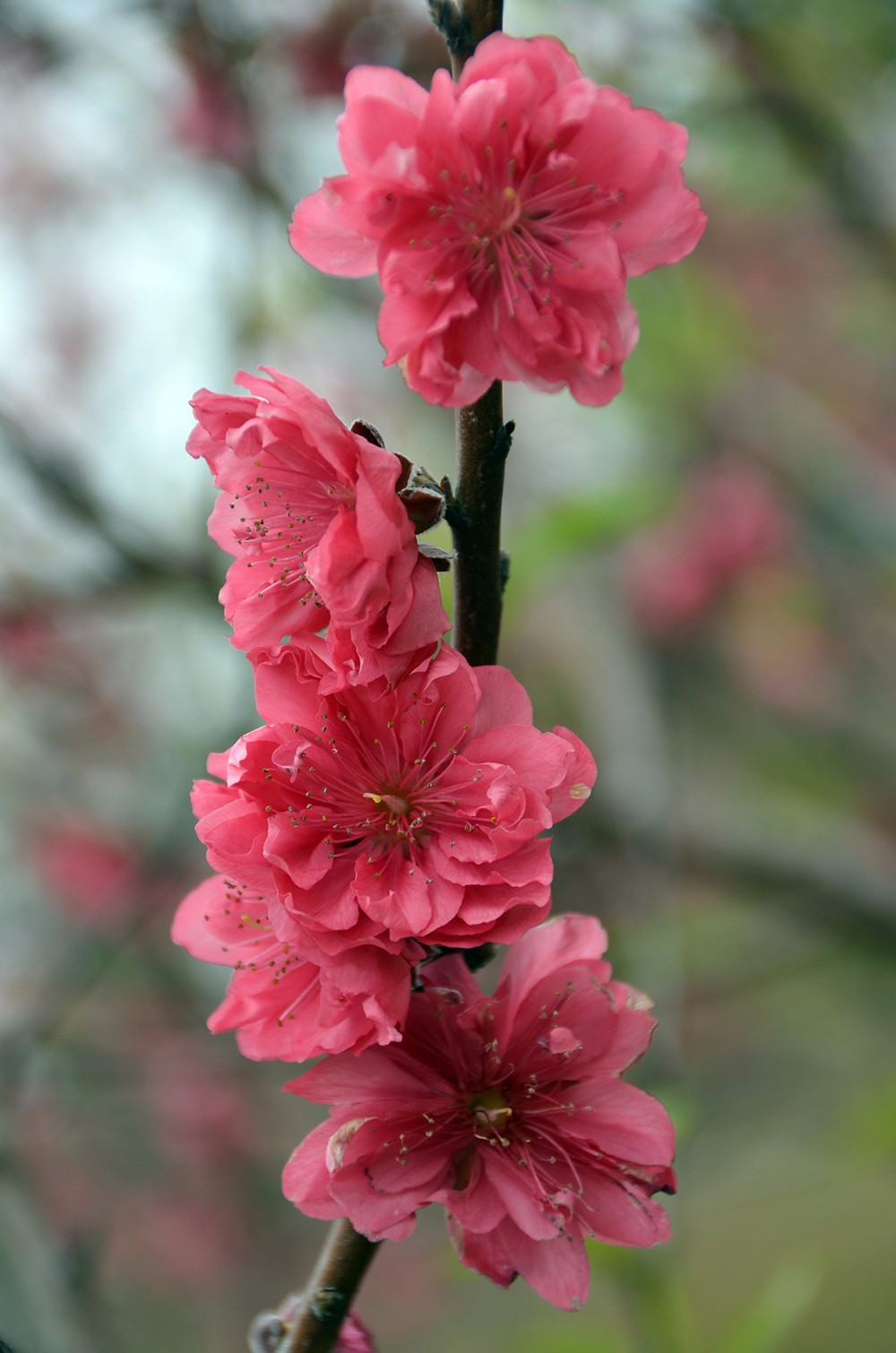 桃花源里桃花吟