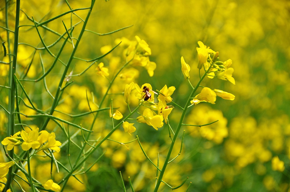 赏油菜花游玩归来..