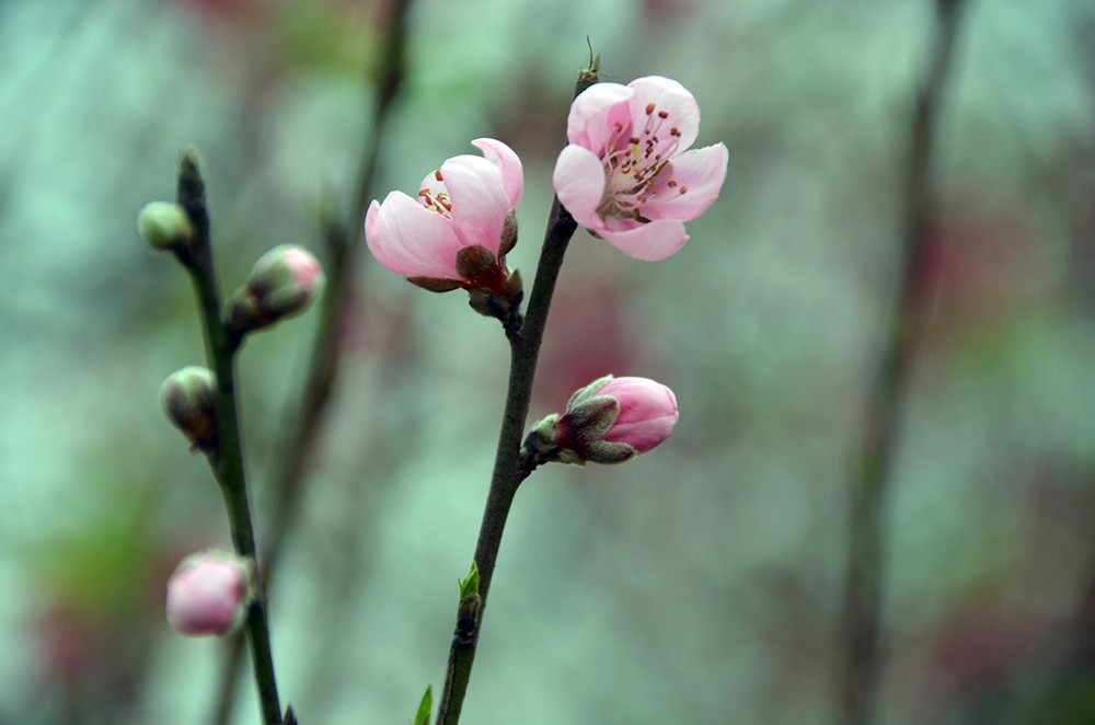 桃花源里桃花吟