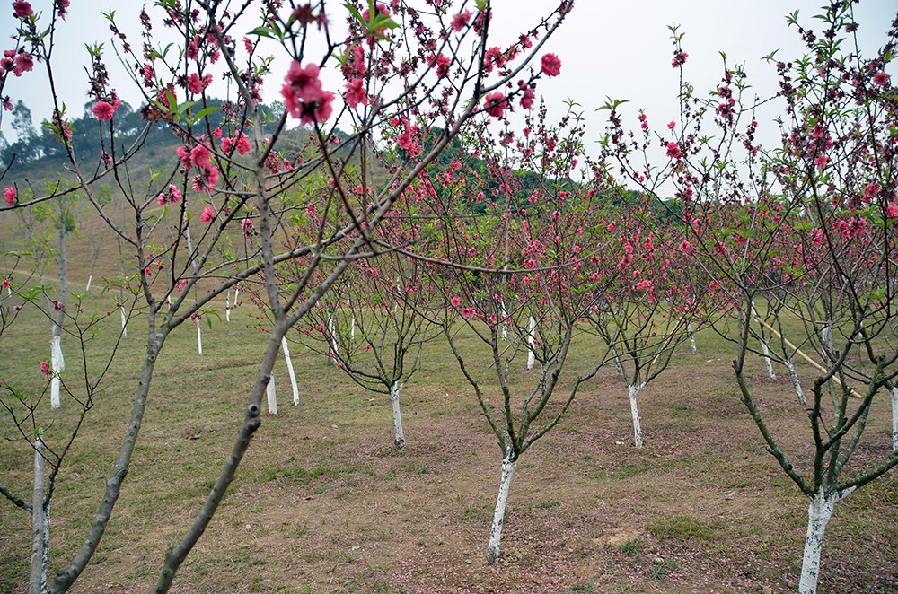 桃花源里桃花吟