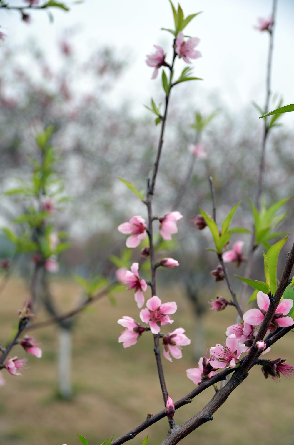 桃花源里桃花吟