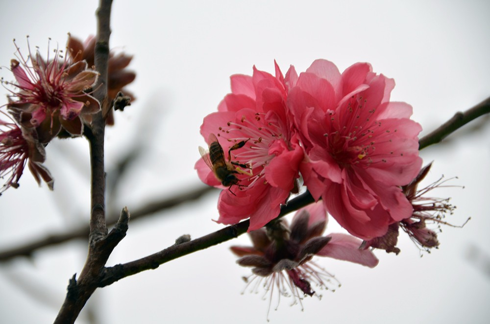 桃花源里桃花吟