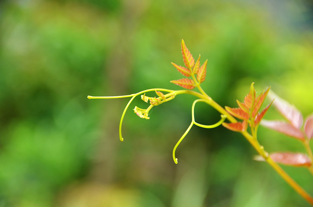 生命的小嫩芽