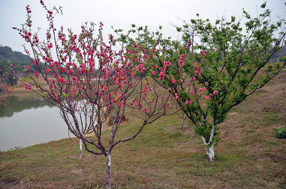 桃花源里桃花吟