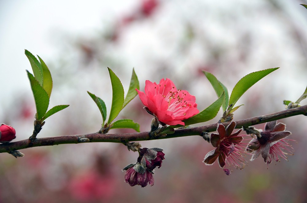 桃花源里桃花吟