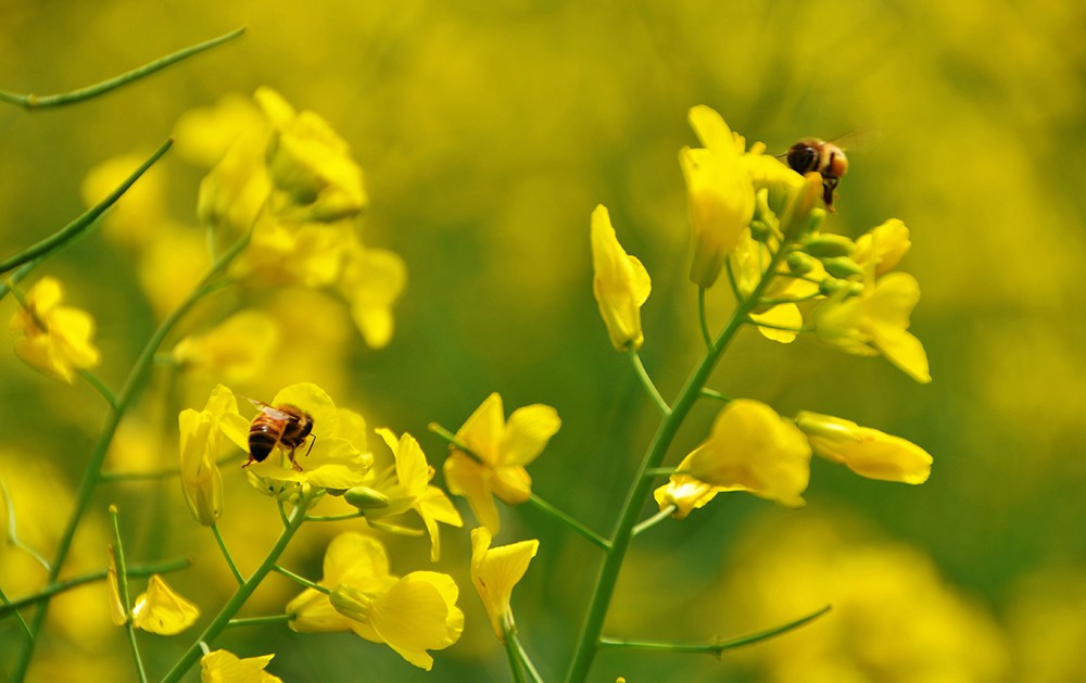 赏油菜花游玩归来