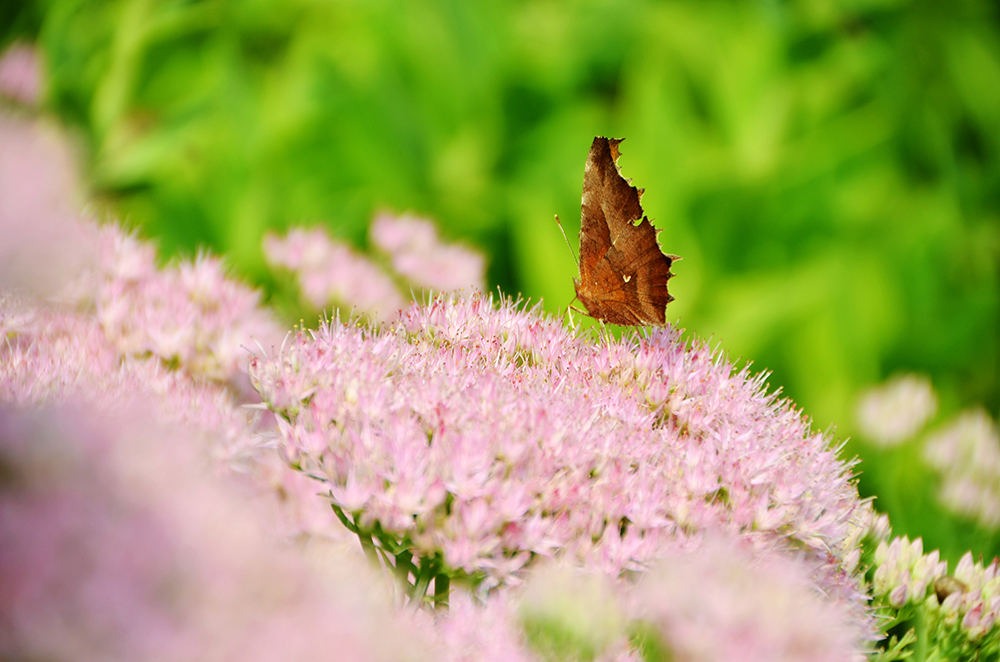 蜜蜂、蝴蝶与花