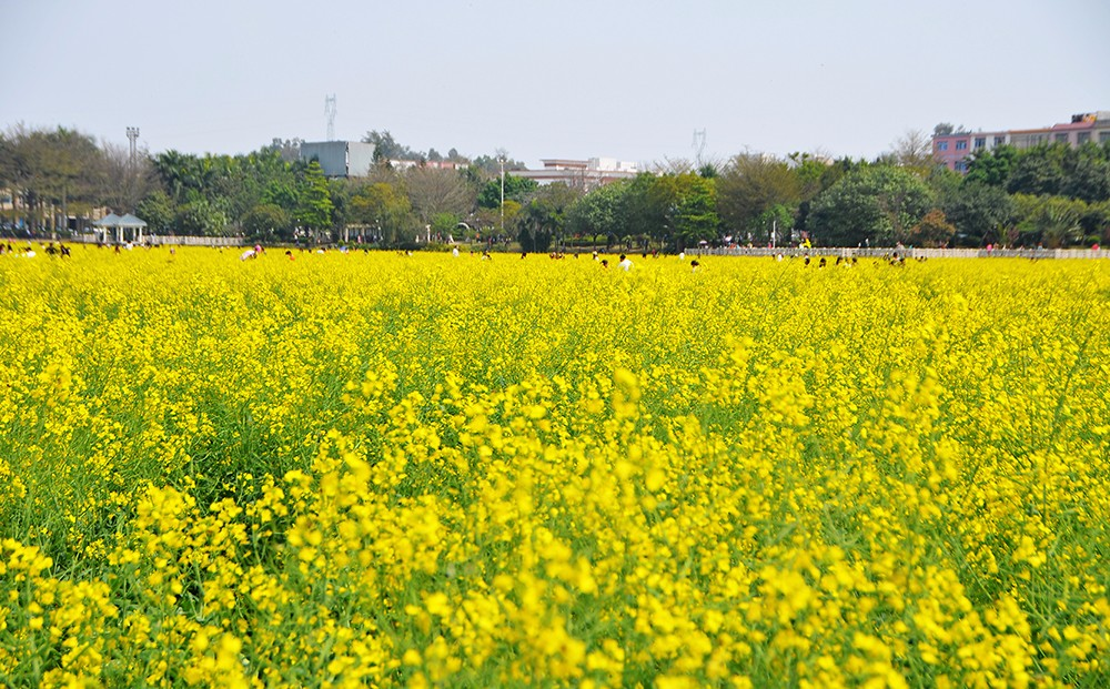 赏油菜花游玩归来