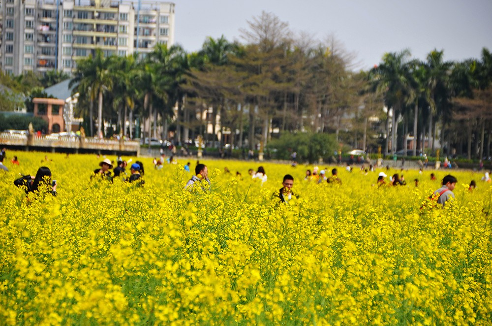 赏油菜花游玩归来