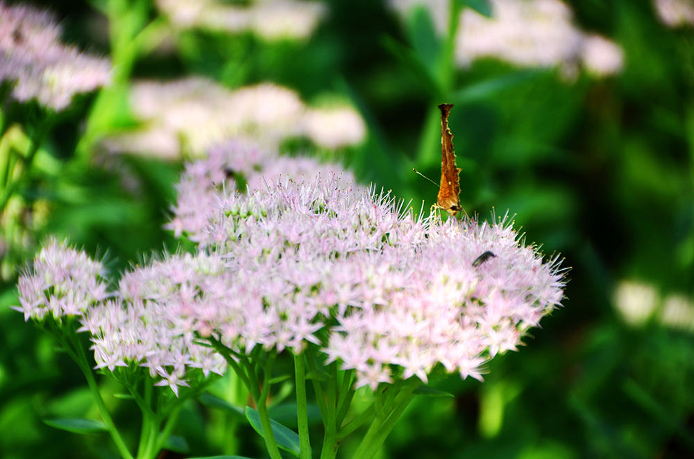 蜜蜂、蝴蝶与花