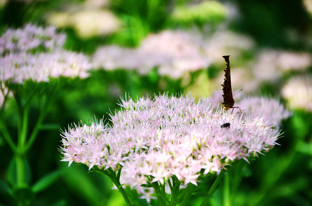 蜜蜂、蝴蝶与花