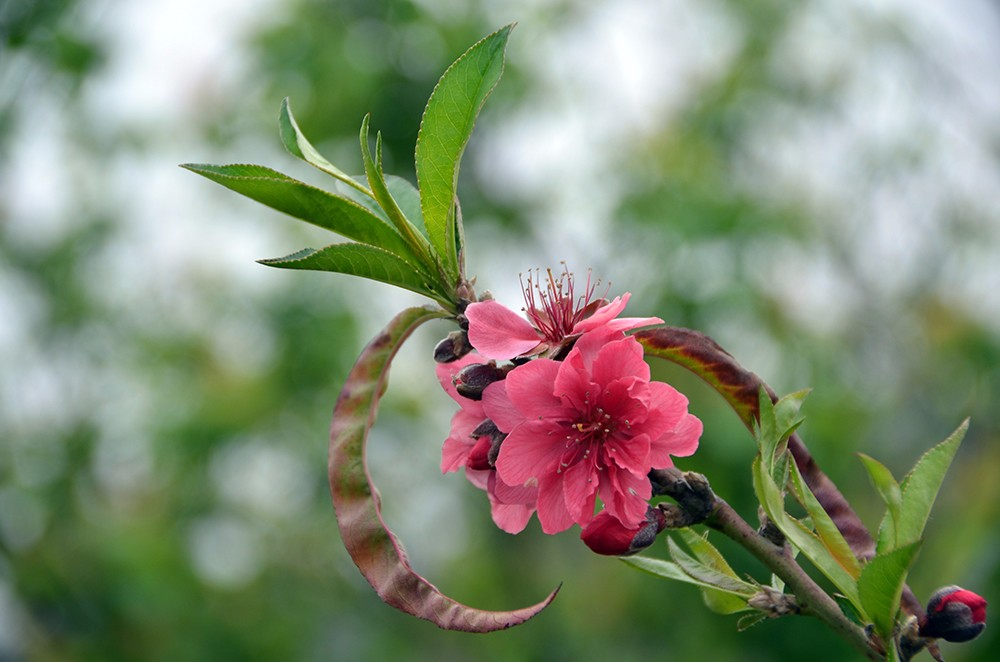 桃花源里桃花吟