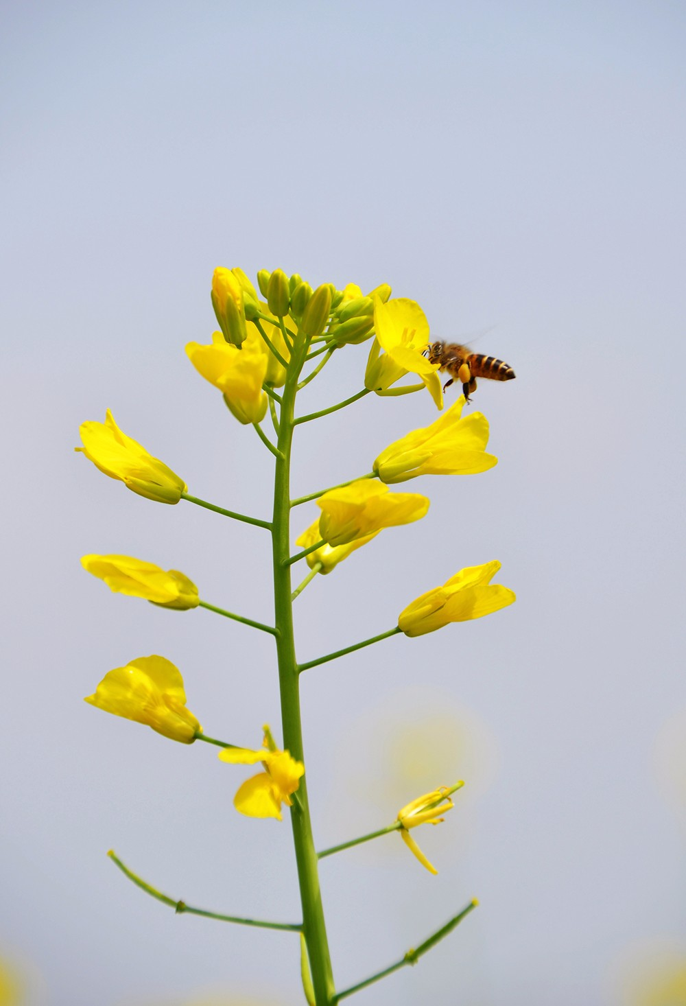 赏油菜花游玩归来