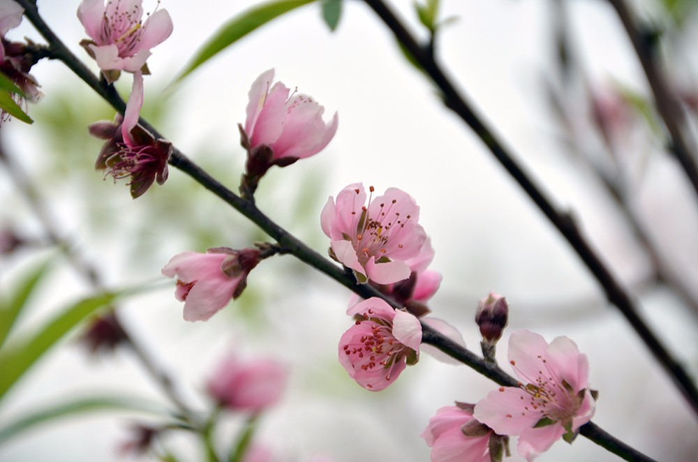 桃花源里桃花吟