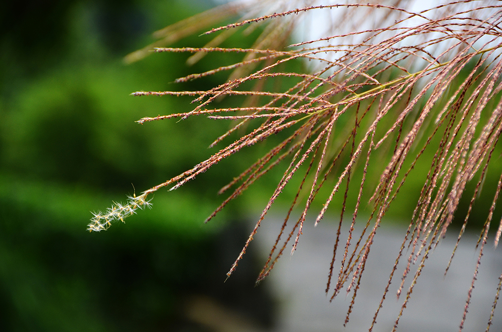 生命的小嫩芽