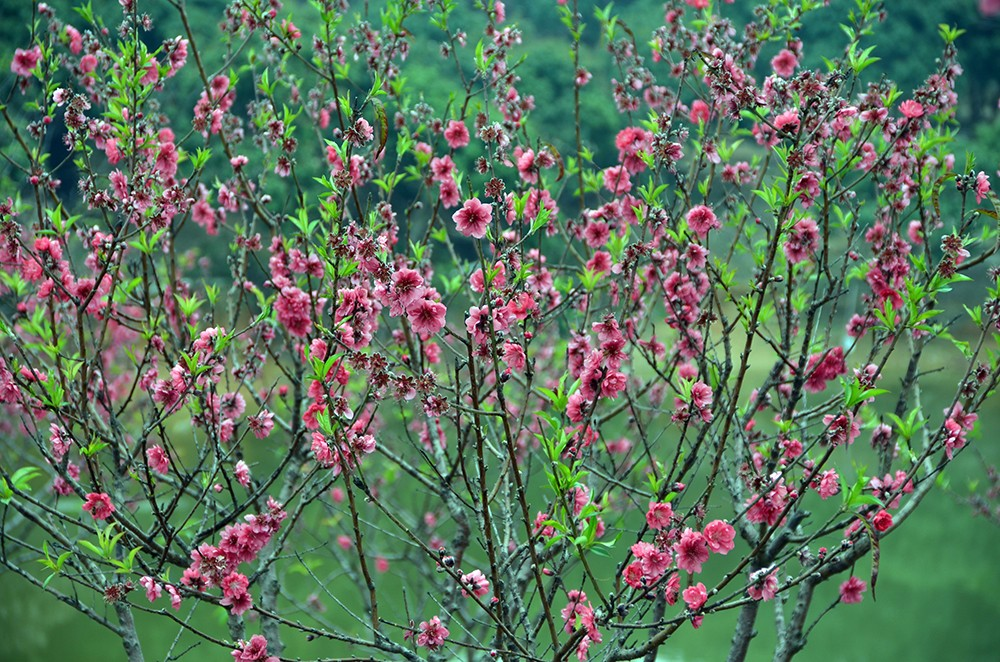 桃花源里桃花吟