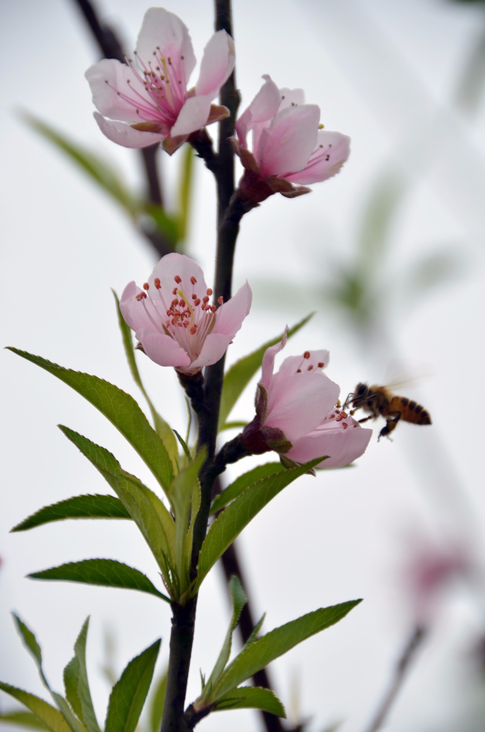 桃花源里桃花吟