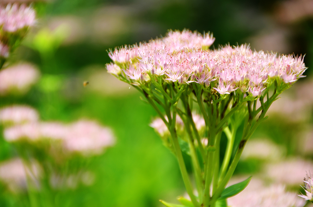 蜜蜂、蝴蝶与花