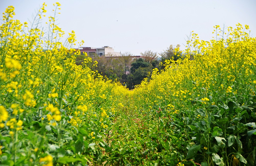 赏油菜花游玩归来