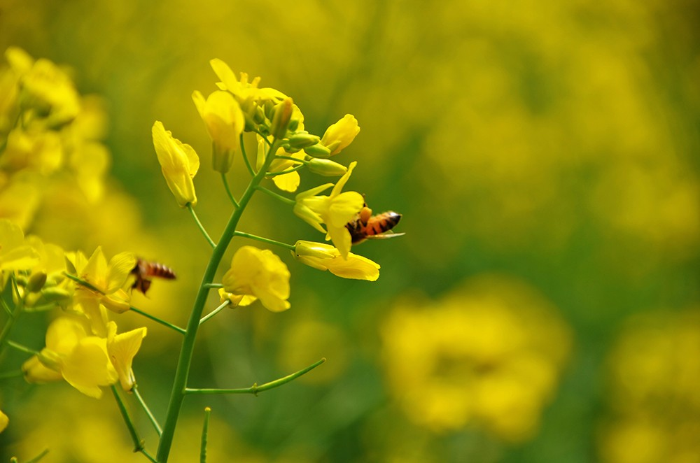 观蜜蜂采蜜所感​..