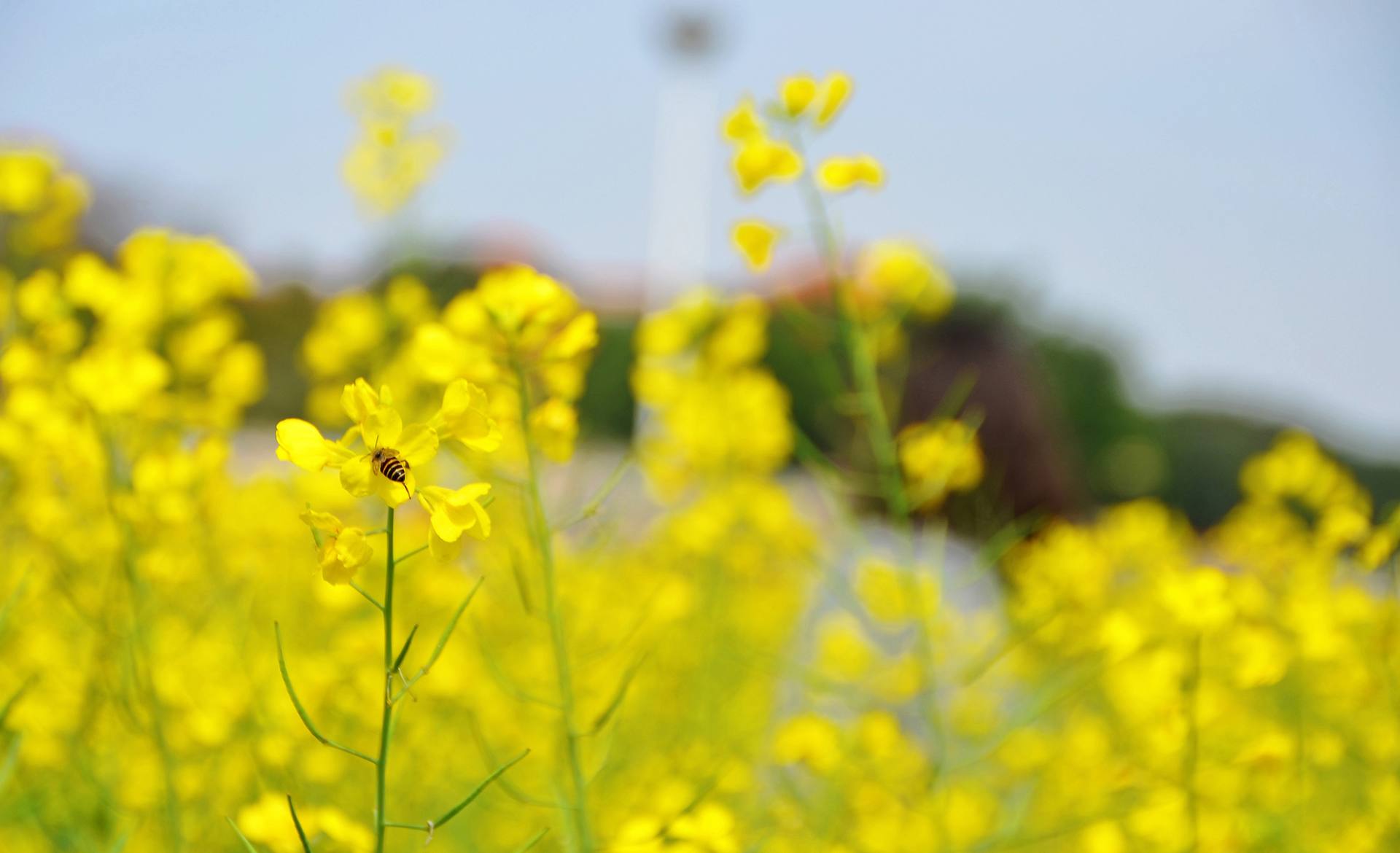 东莞桥头油菜花