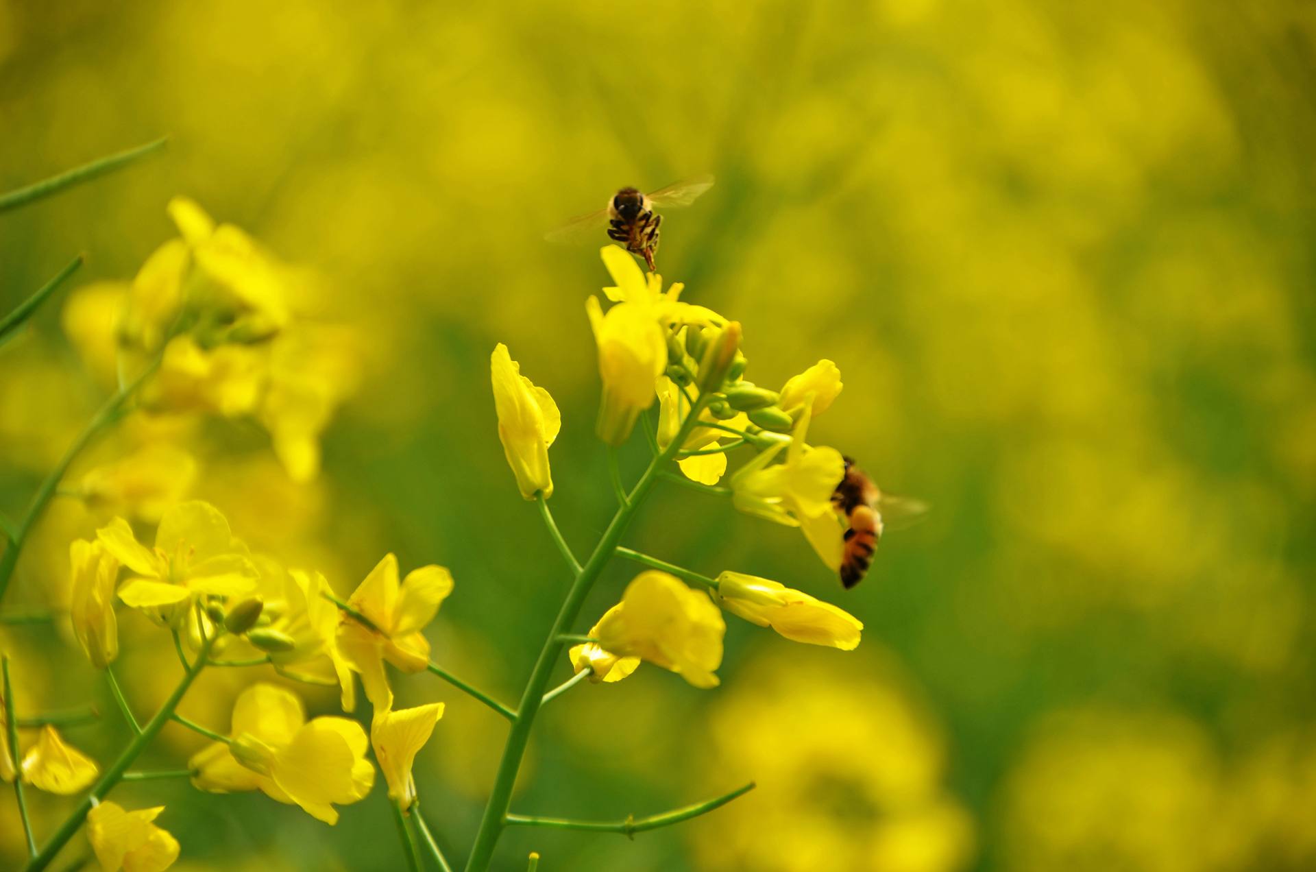 东莞桥头油菜花