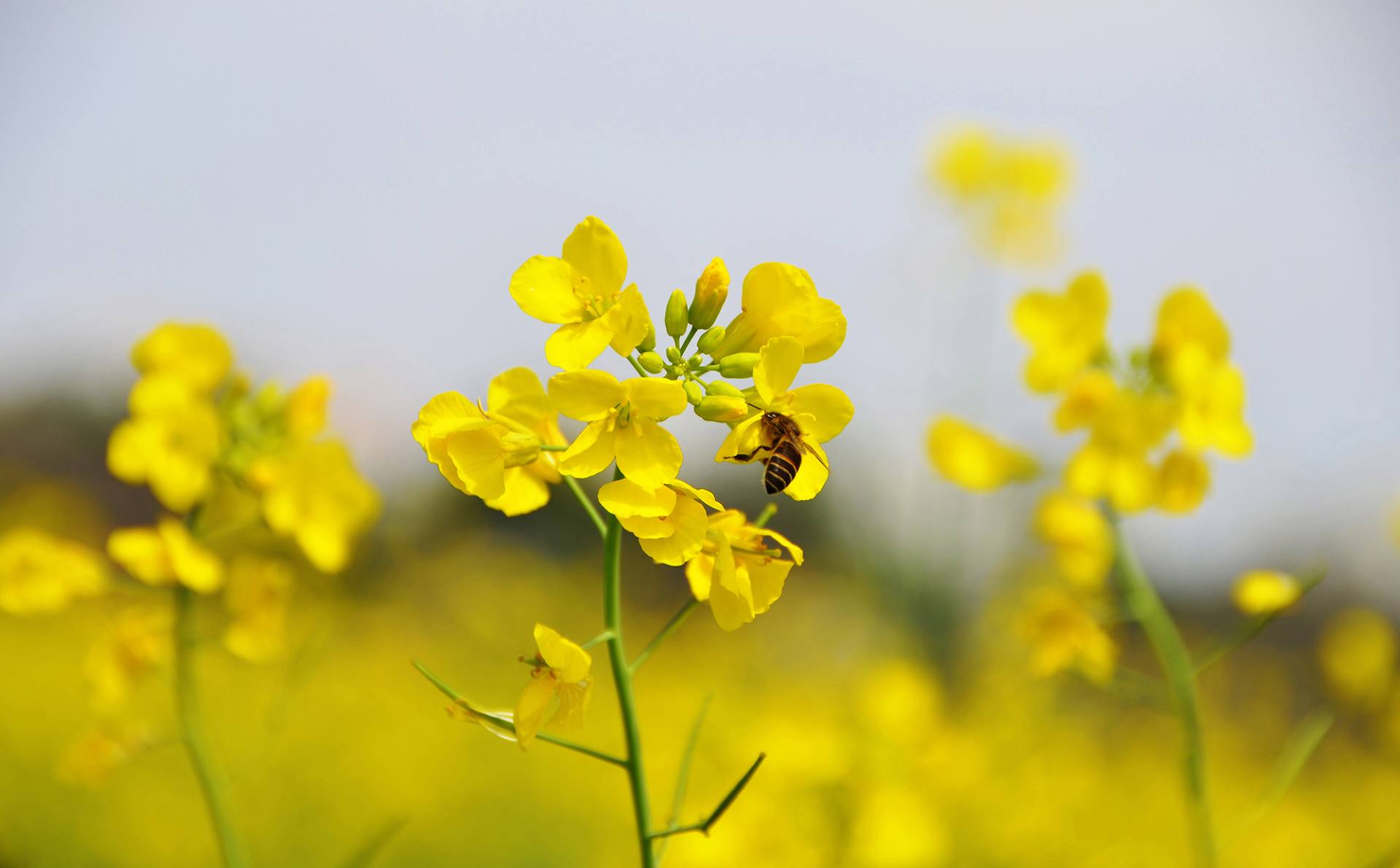 东莞桥头油菜花