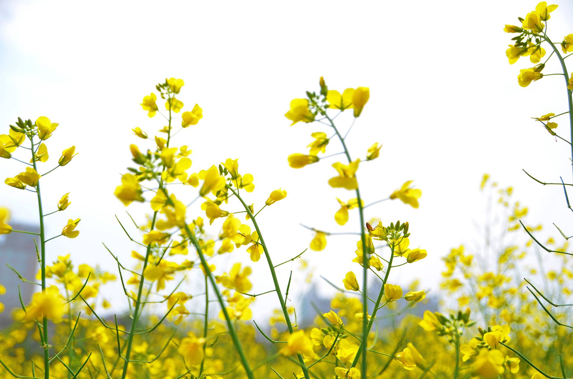 东莞桥头油菜花