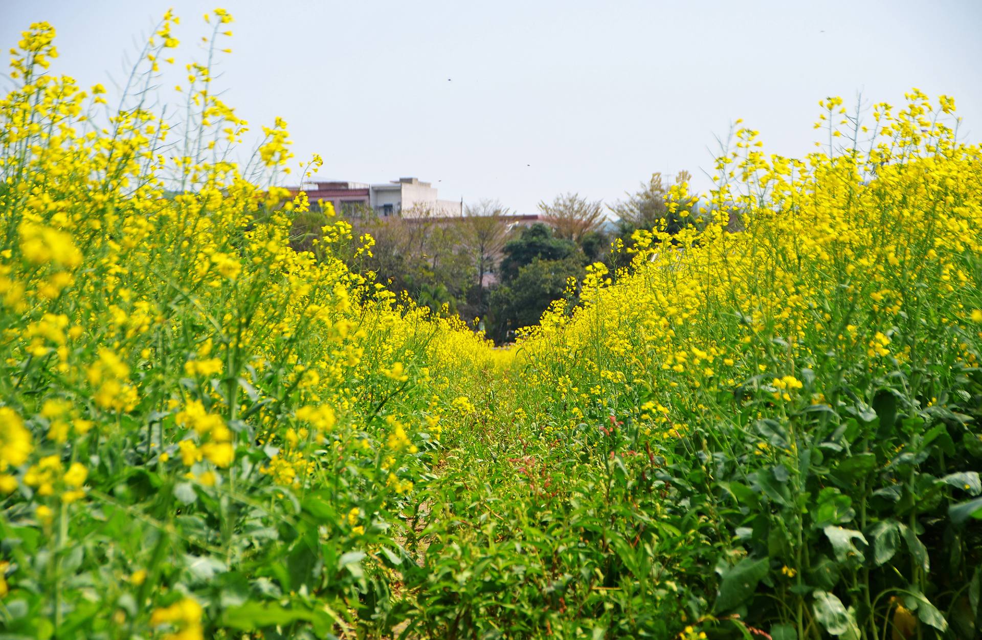 东莞桥头油菜花